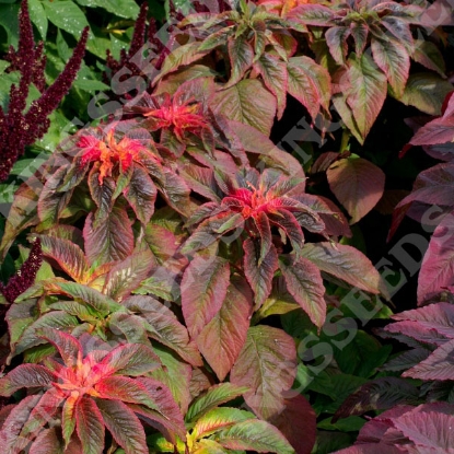 Picture of Amaranthus Illumination