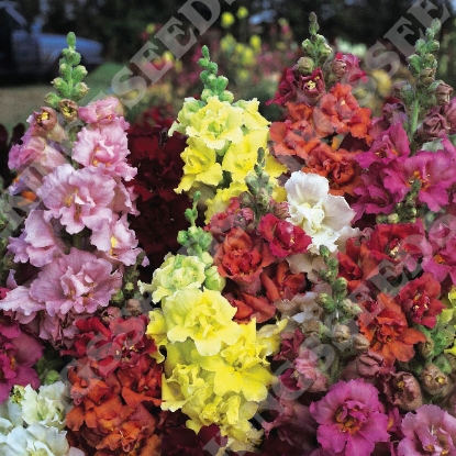 Picture of Antirrhinum majus Double Madame Butterfly F1