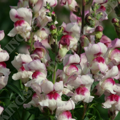 Picture of Antirrhinum Lucky Lips