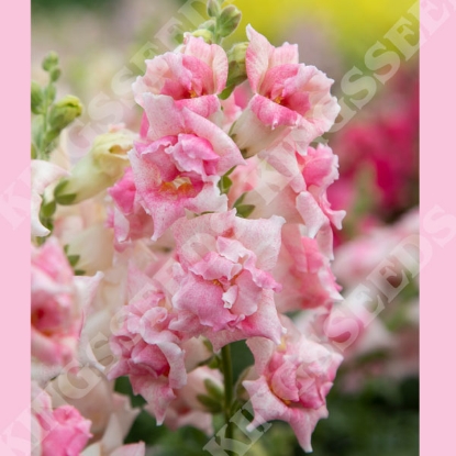 Picture of Antirrhinum Sweet Duet Appleblossom F1