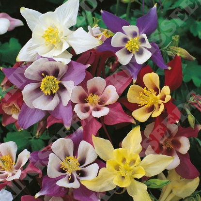 Picture of Aquilegia McKanas Giant