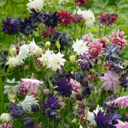 Picture of Aquilegia Barlow Mixed