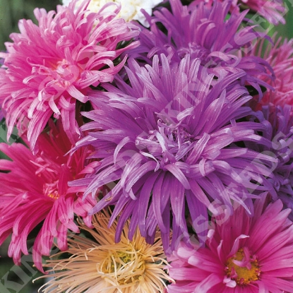 Picture of Aster Ostrich Plume