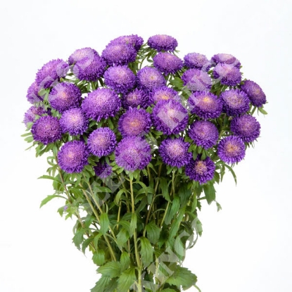 Picture of Aster Bonita Light Blue