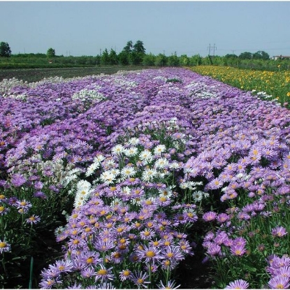 Picture of Aster Alpine Mixed