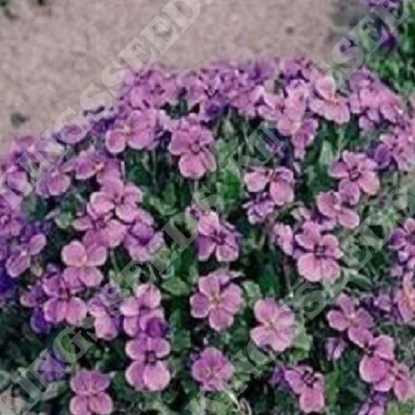 Picture of Aubrieta Royal Violet