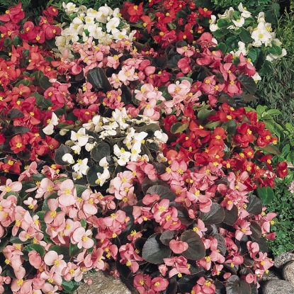 Picture of Begonia Sunshine Carpet