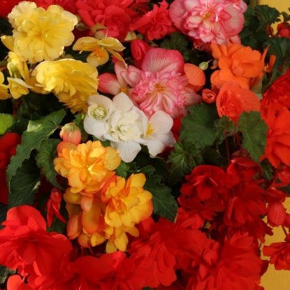 Picture of Begonia tuberhybrida Chanson Mixed F1