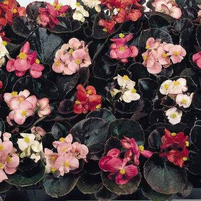 Picture of Begonia Cocktail Series Mixed F1