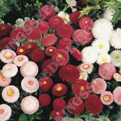 Picture of Bellis Perennis Tasso Mixed