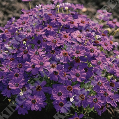 Picture of Brachycome Brachy Blue (Swan River Daisy)