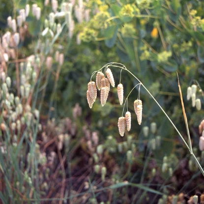 Picture of Briza Maxima (Quaking Grass) HA