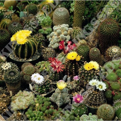 Picture of Cactus Mixture