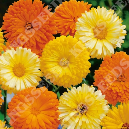 Picture of Calendula Art Shades