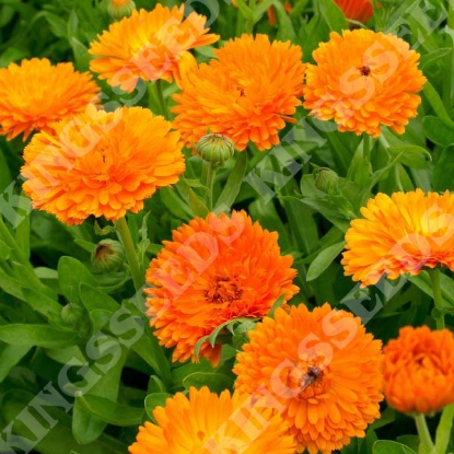 Picture of Calendula Gypsy Festival