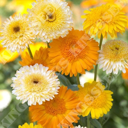 Picture of SALE - Calendula Kinglet Formula Mixed