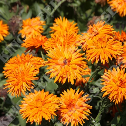 Picture of Calendula Officinalis Calexis Orange