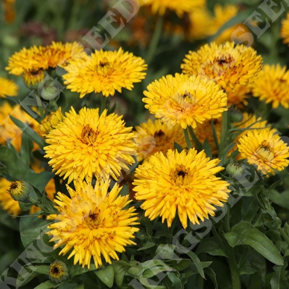 Picture of Calendula Officinalis Calexis Yellow