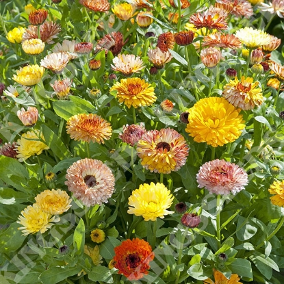 Picture of Calendula Playtime Mix