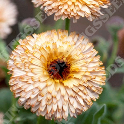 Picture of Calendula Buff Pygmy