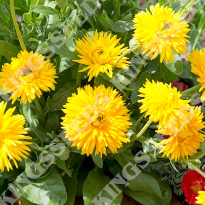 Picture of Calendula Porcupine Yellow