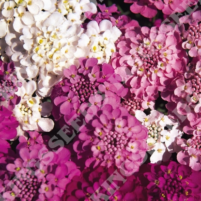 Picture of Candytuft Spangles