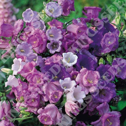 Picture of Canterbury Bells Cup and Saucer Mix