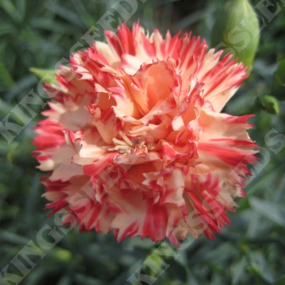 Picture of Carnation Caryphyllus Orange Sherbet