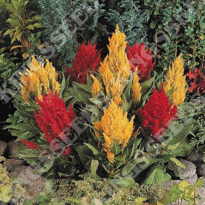 Picture of Celosia Fresh Look Mix