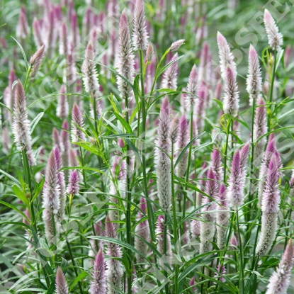 Picture of Celosia Spicata Sharon