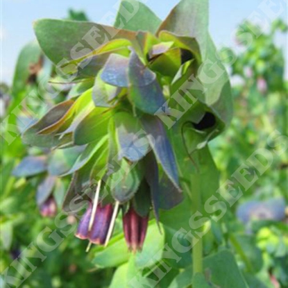 Picture of Cerinthe Major Purpurascens