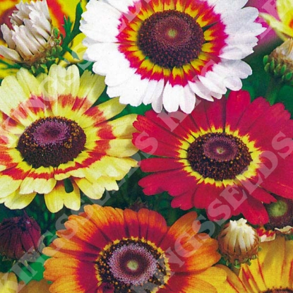 Picture of Chrysanthemum Rainbow