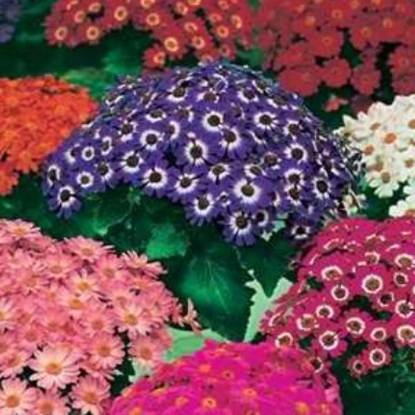 Picture of Cineraria Excelsior