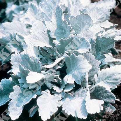 Picture of Cineraria Cirrus