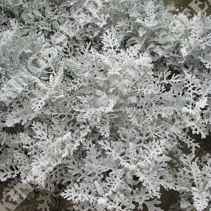 Picture of Cineraria Silver Dust