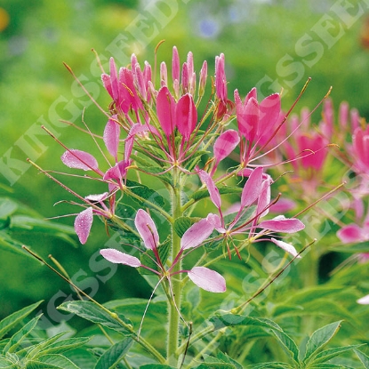 Picture of Cleome Cherry Queen