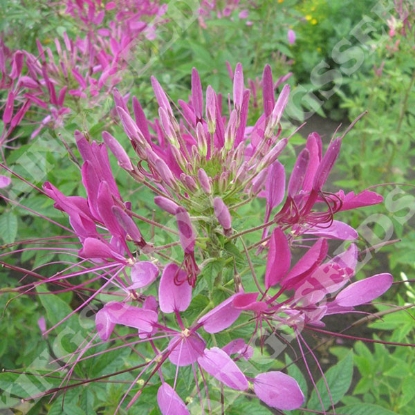 Picture of Cleome Violet Queen