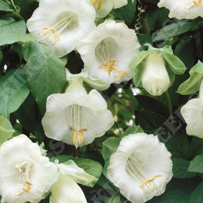 Picture of Cobaea scandens Alba