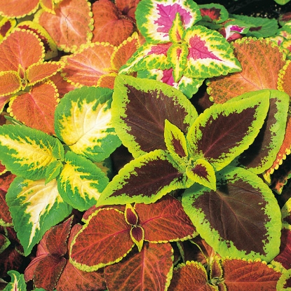 Picture of Coleus Top Crown