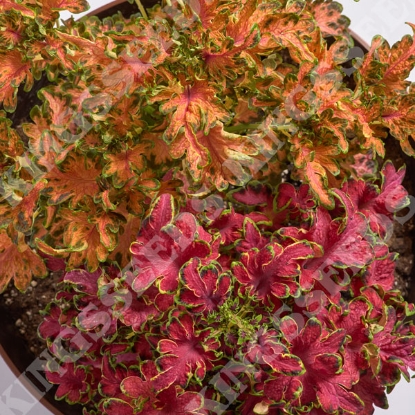 Picture of Coleus Colocha Mixed