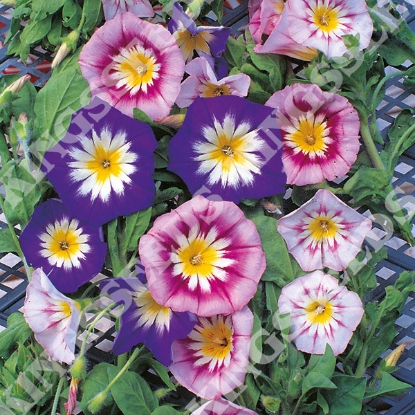 Picture of Convolvulus Minor Tricolour