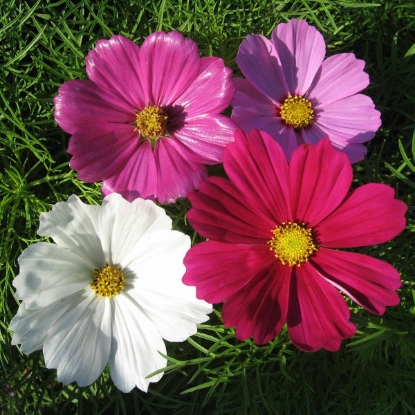 Picture of Cosmos Sensation Mixed