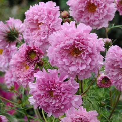 Picture of Cosmos Double Click Rose Bon Bon