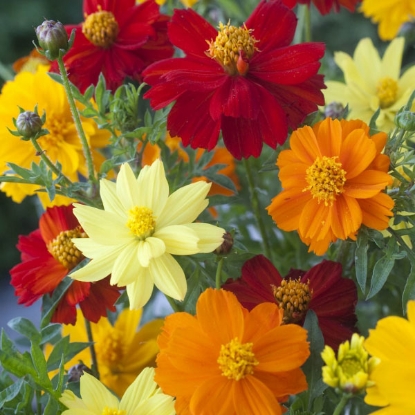 Picture of Cosmos Sulphureus Brightness Mixed