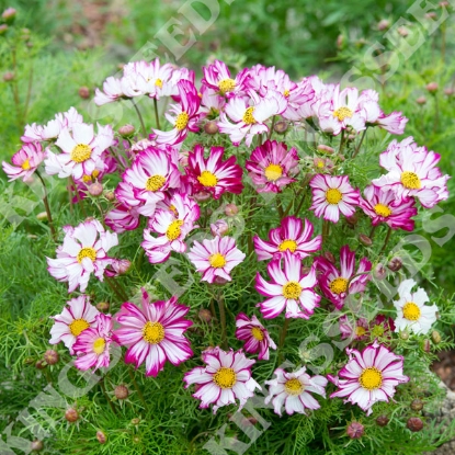 Picture of Cosmos Bipinnatus Dwarf Purple Picotee