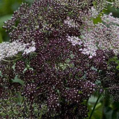 Picture of Daucus Carota Dara