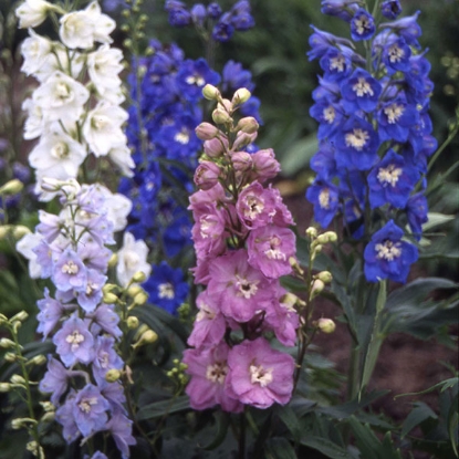 Picture of Delphinium Crown Special Mixed Seeds