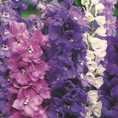 Picture of Delphinium Magic Fountains Mix HP Seeds