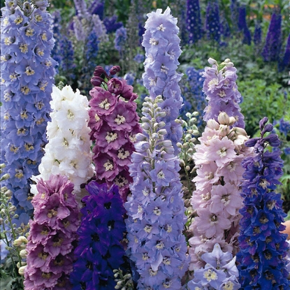 Picture of Delphinium Pacific Giant Mix Seeds