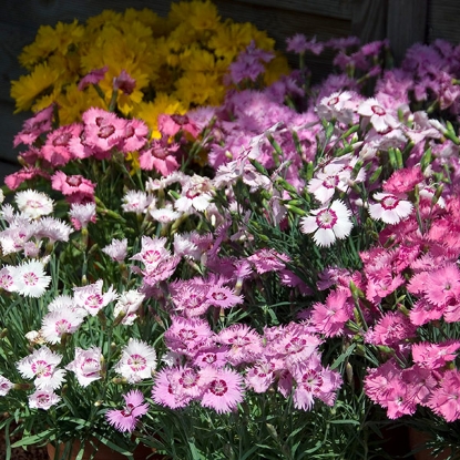 Picture of Dianthus Sweetness Mixed